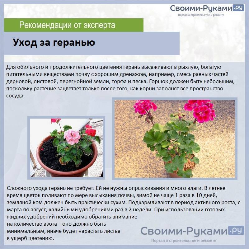 Как выращивать герань розебудную дома и в саду? описание цветка и его популярных сортов