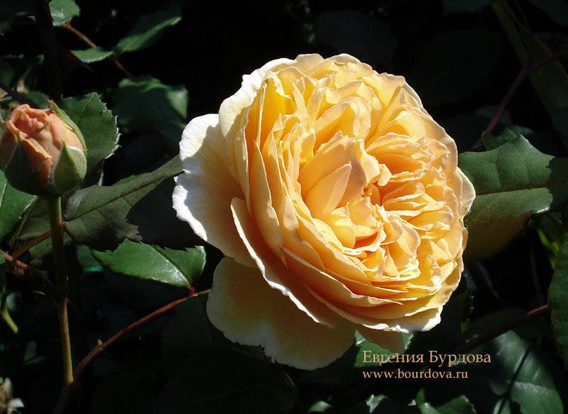 Роза принцесса маргарет/crown princess margareta (саженцы) по цене от 590 руб. в интернет магазине белая аллея
