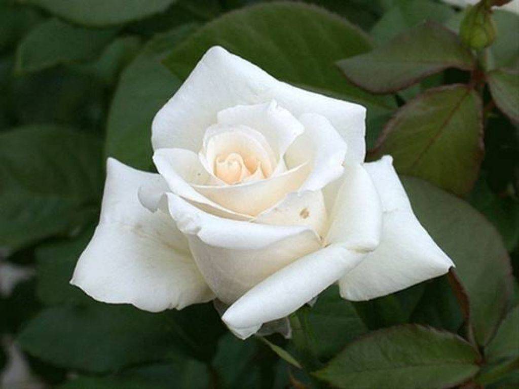 Чайно-гибридная роза анастасия: фото, описание, условия выращивания