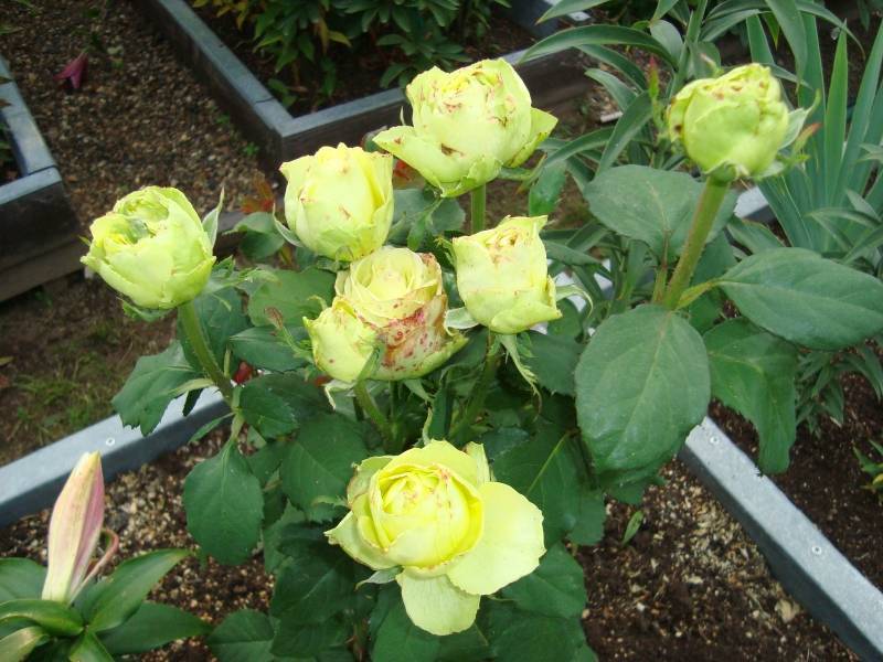 Роза лимбо: фото и описание чайно-гибридного сорта, посадка и уход, применение