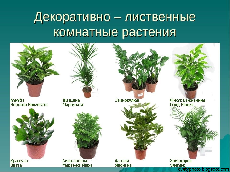 декоративно-лиственные растения