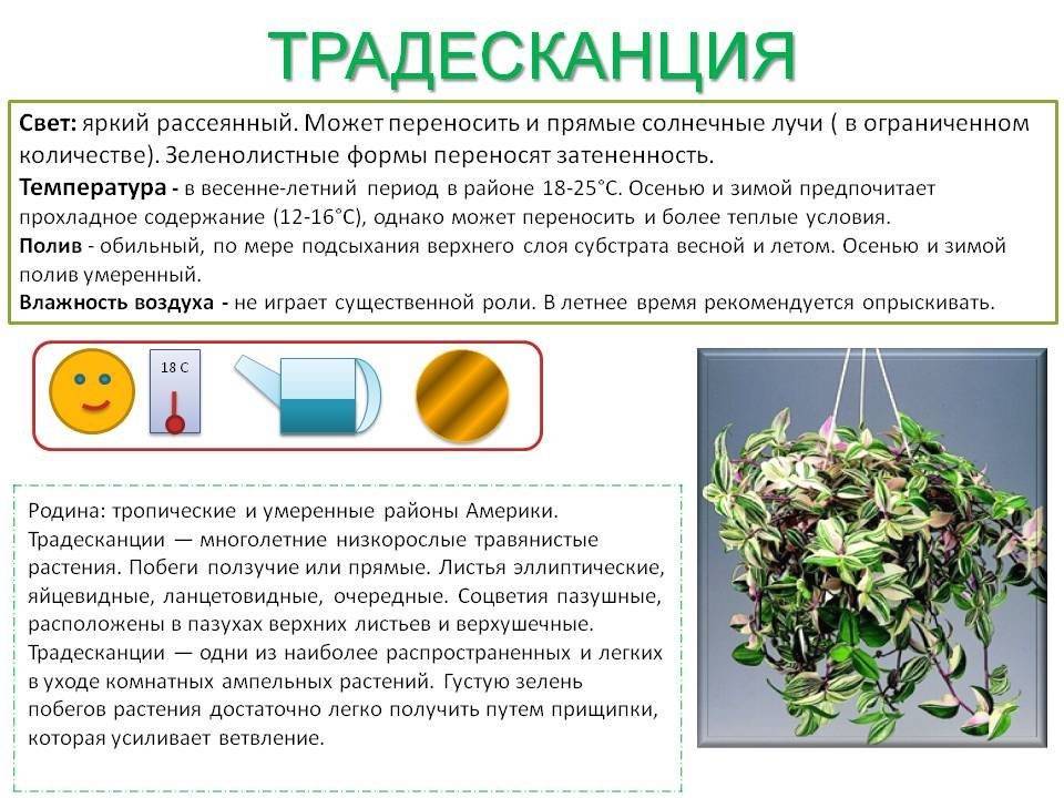 Цветок рео: уход в домашних условиях (+фото)_ | speakingflower.ru