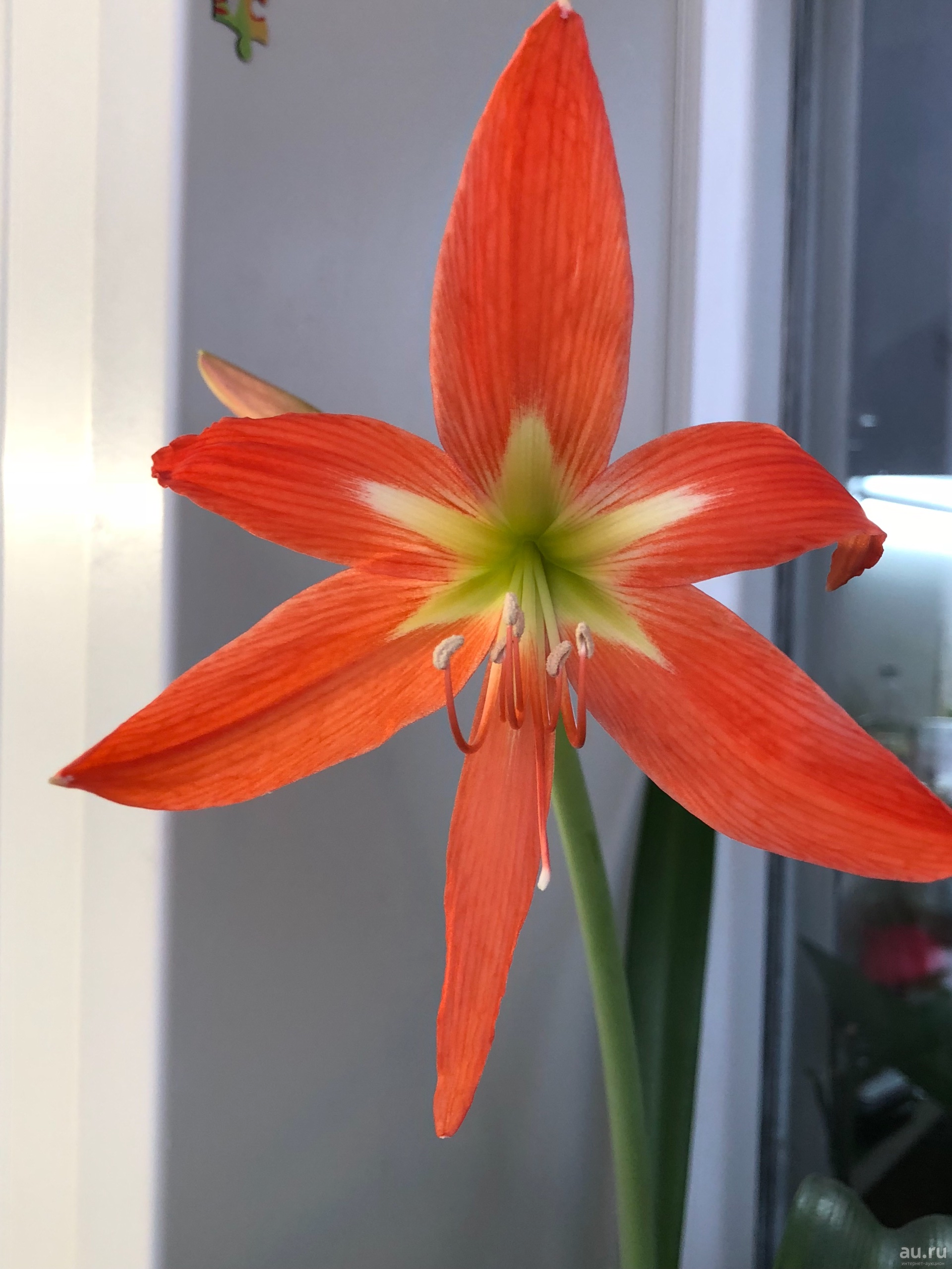 Амариллис: посадка и уход за цветком в домашних условиях