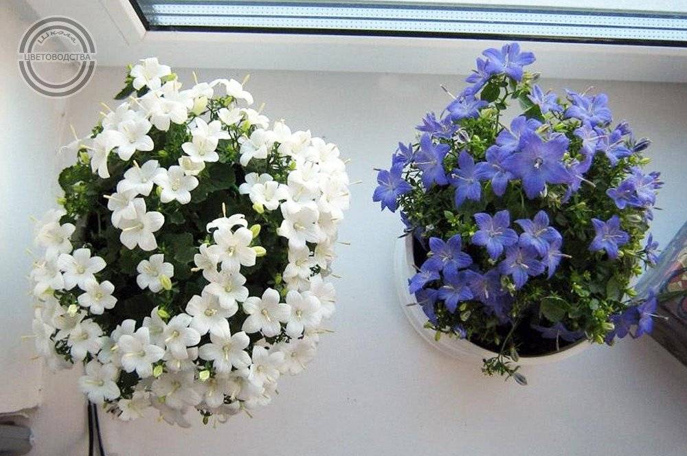 Комнатный цветок "невеста": как ухаживать после покупки - sadovnikam.ru