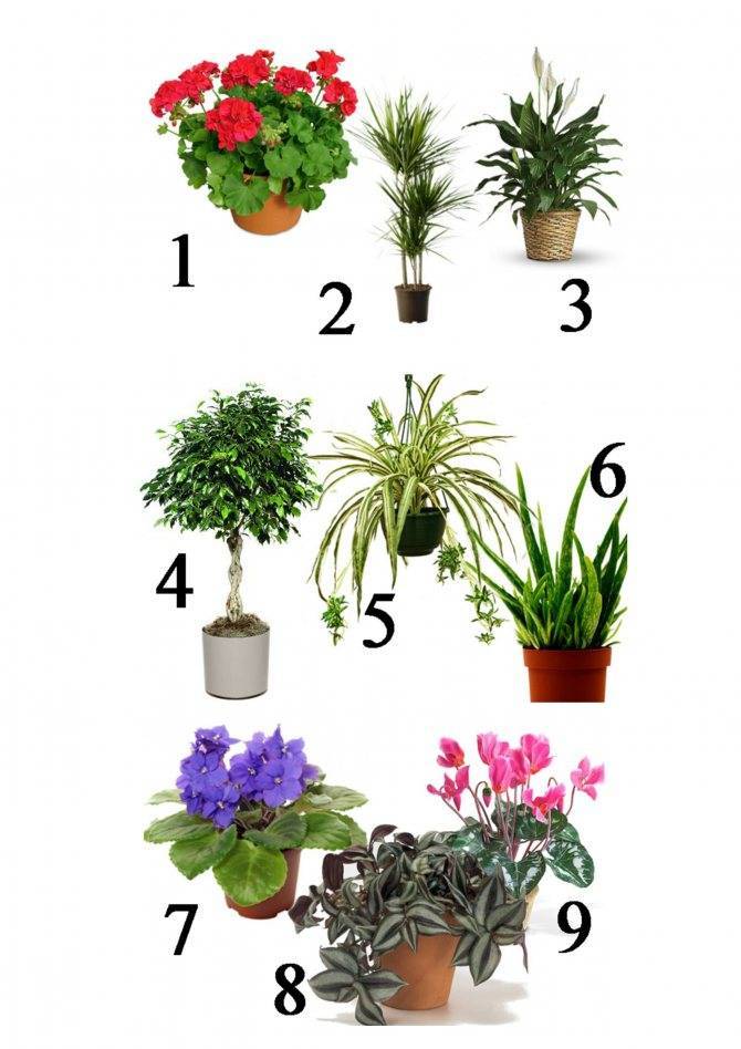 Комнатные цветы, которые должны быть в каждом доме - растения, которые полезно держать в квартире