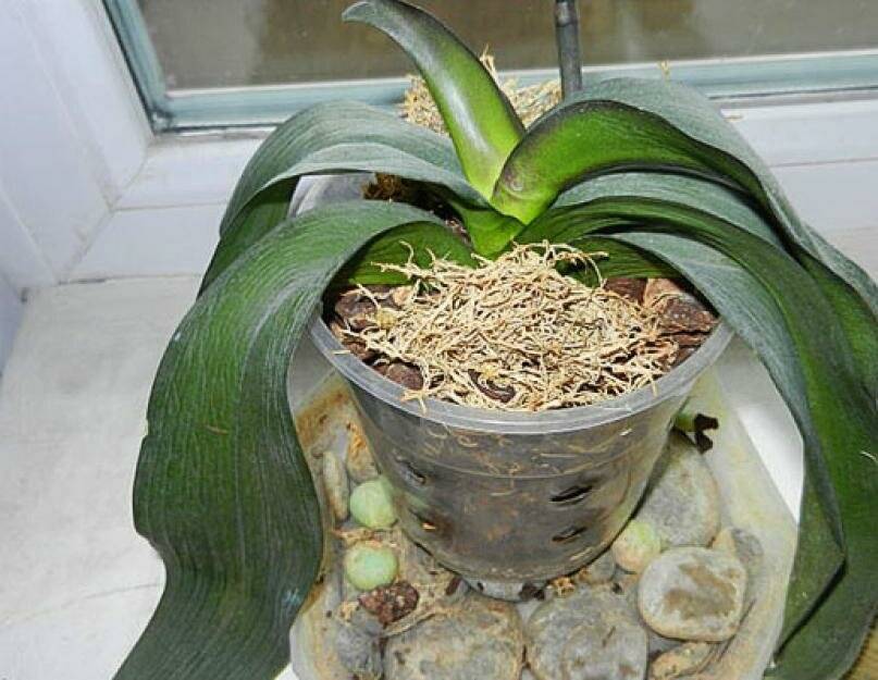 Почему у орхидеи вялые листья что делать. Орхидея фаленопсис листья вялые. Фаленопсис сморщились листья. Орхидея фаленопсис вянут листья. Орхидея фаленопсис завядающее.