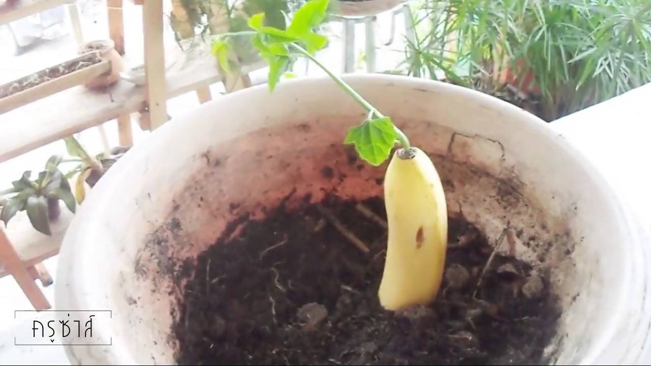 Банановая пальма - выращивание в домашних условиях