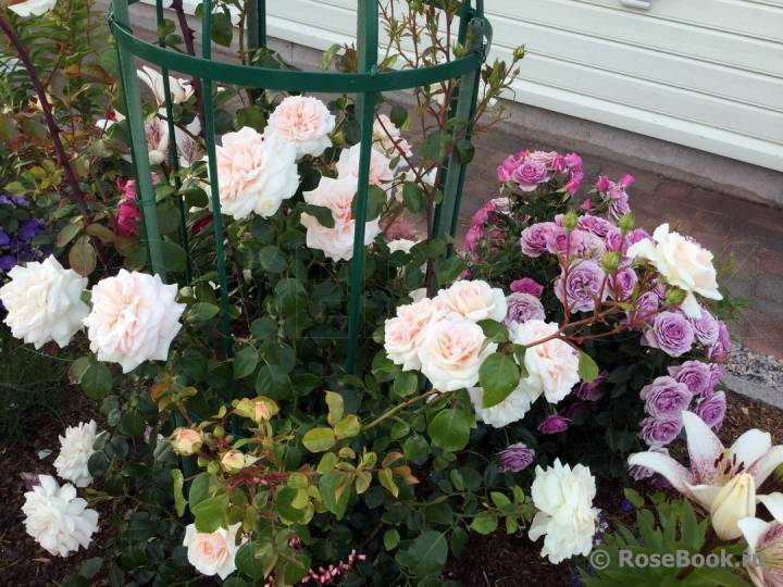 Английские розы: топ 10 лучших сортов, посадка, уход и выращивание