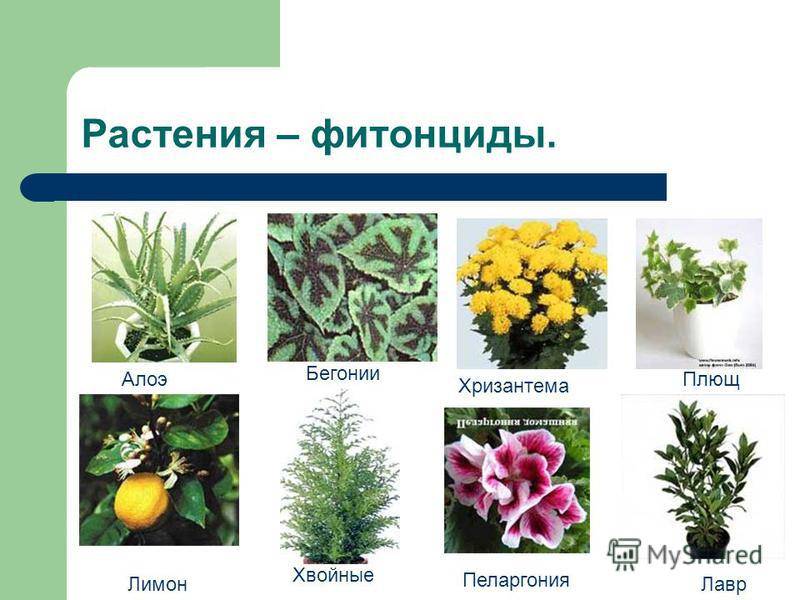 Садовые цветы (115 фото) - каталог с названиями и описаниями | огородникам инфо