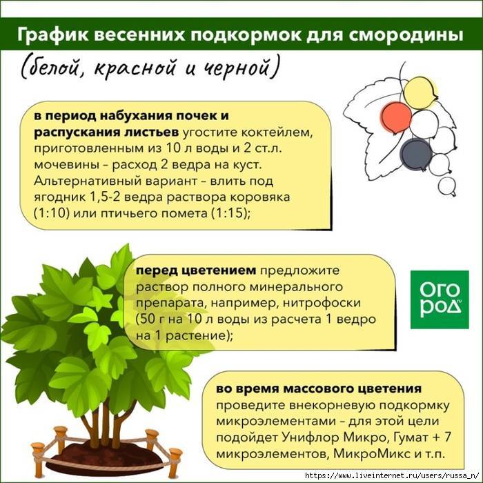 Флоксы: описание выращивания из семян