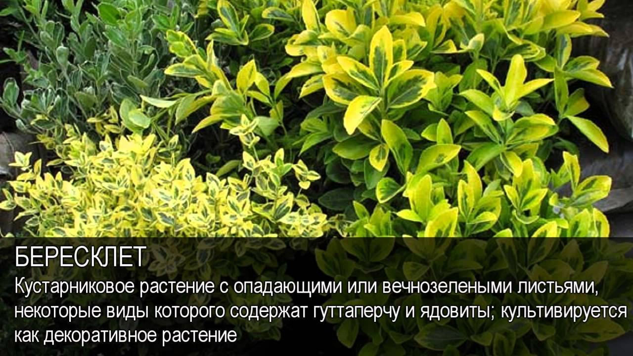 Тайны кустарника и дерева: где растет и как выглядит бересклет