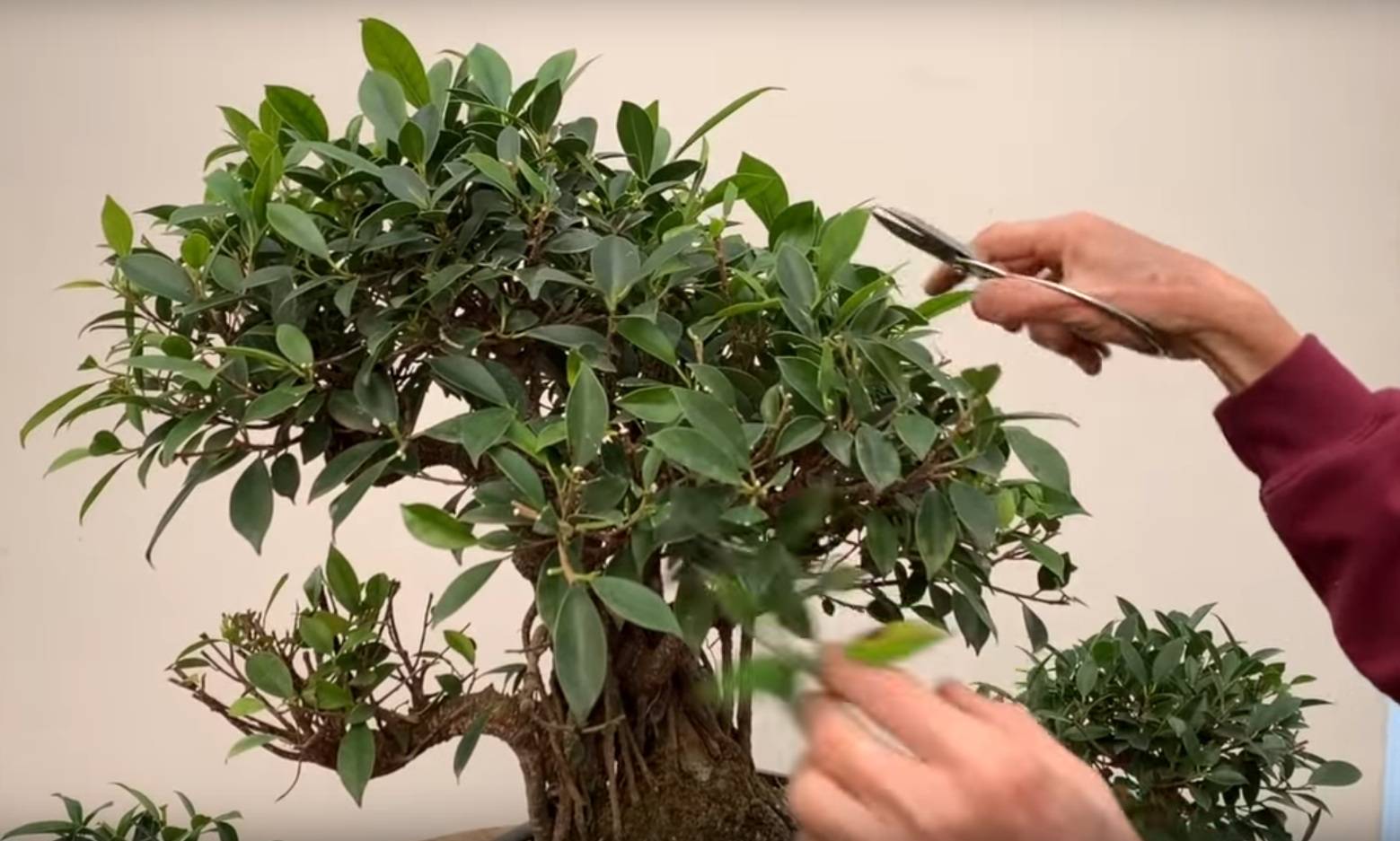 Экзотическое дерево — фикус микрокарпа гинсенг: можно ли успешно выращивать в домашних условиях?