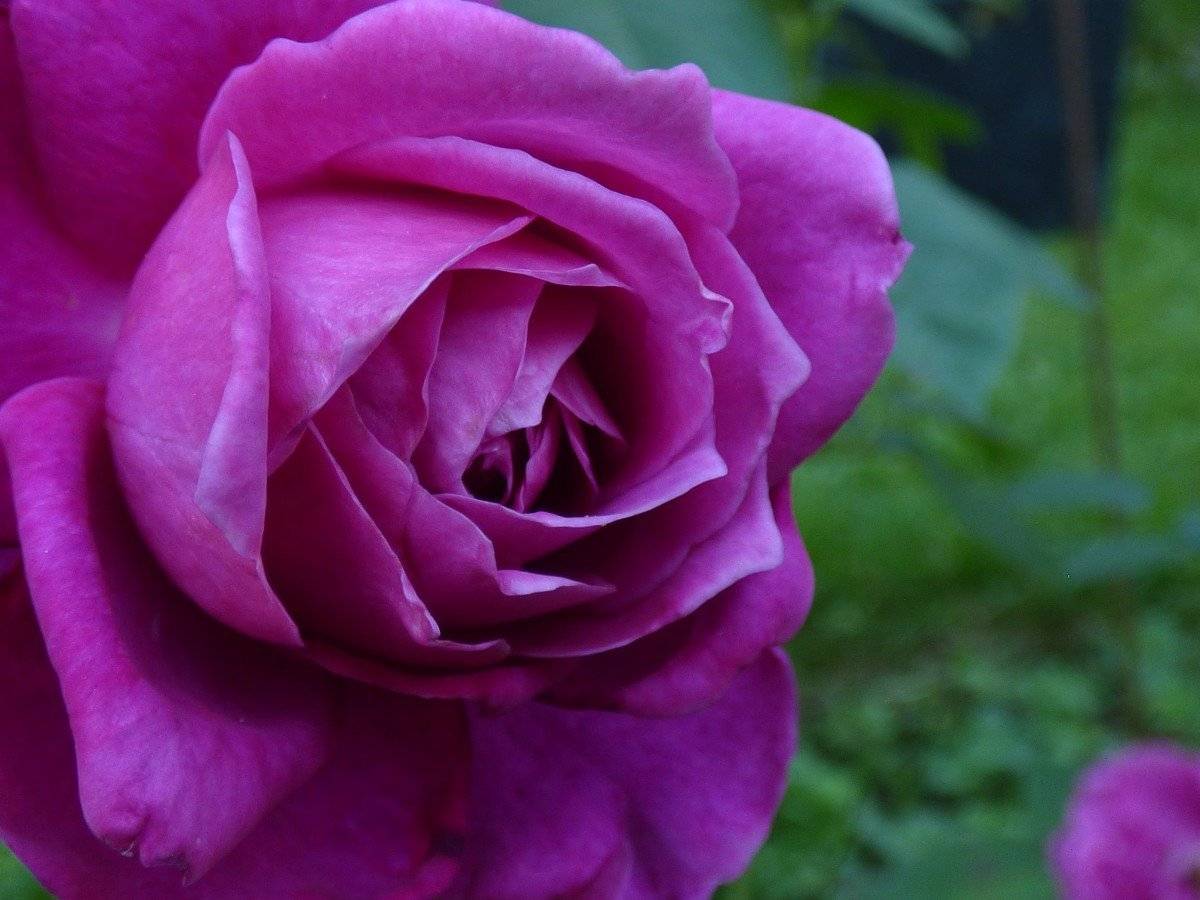 Самые лучшие розы для частного сада: как выбрать, классификация, характеристики