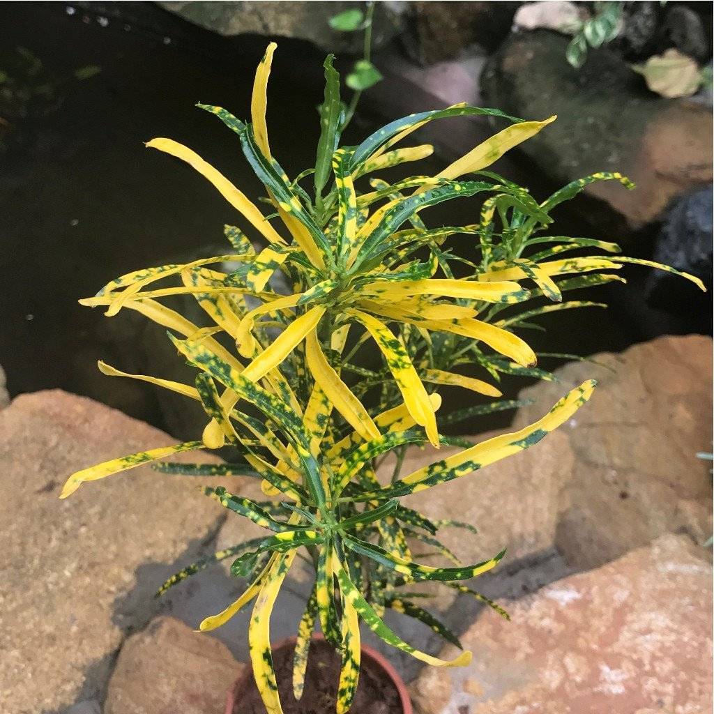 Разновидности цветка кодиеум кротон, его сорта