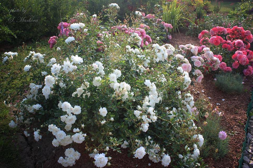 Выращивание «остинки» сорта боскобель: уход за розой, нюансы посадки и полива