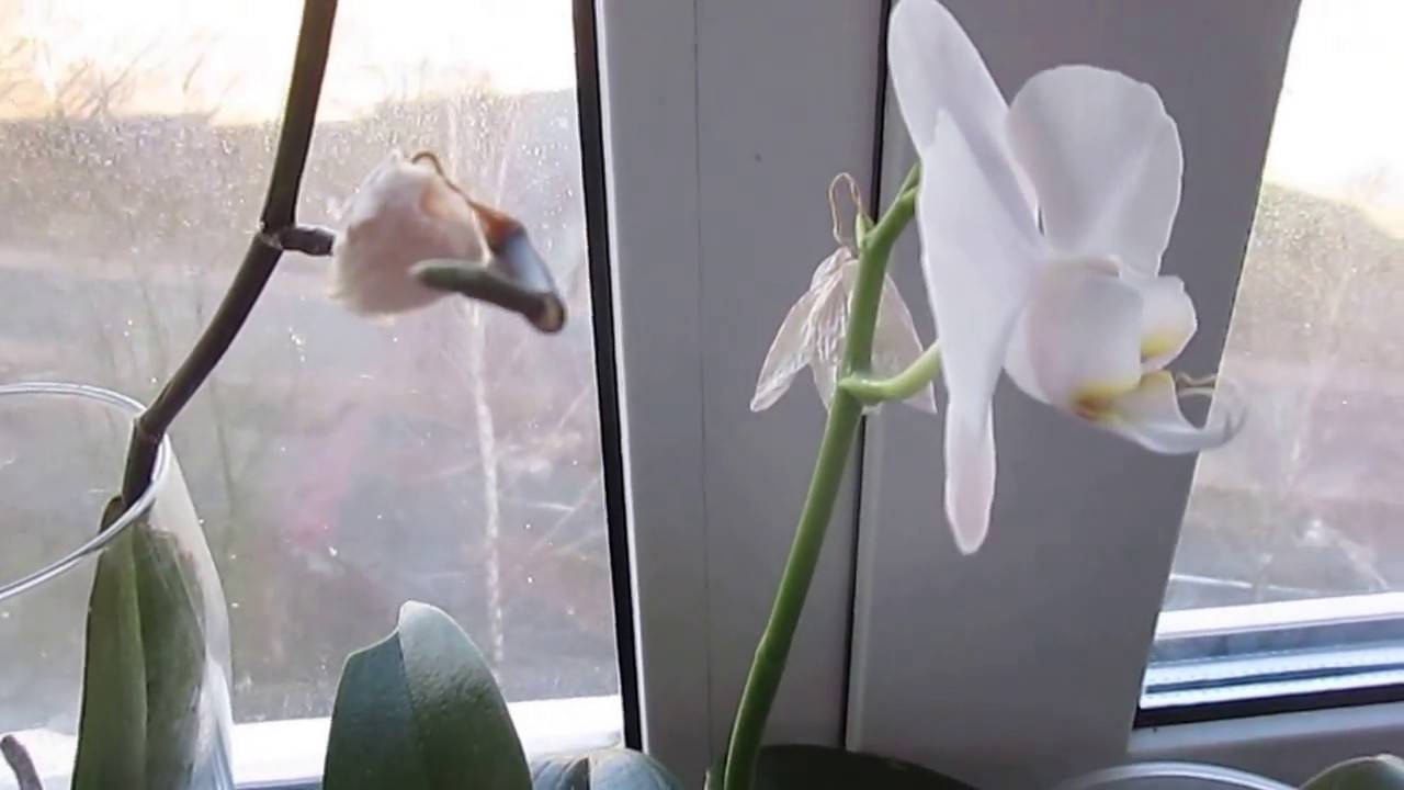 Как понять и помочь орхидее, сбрасывающей нераспустившиеся бутоны?