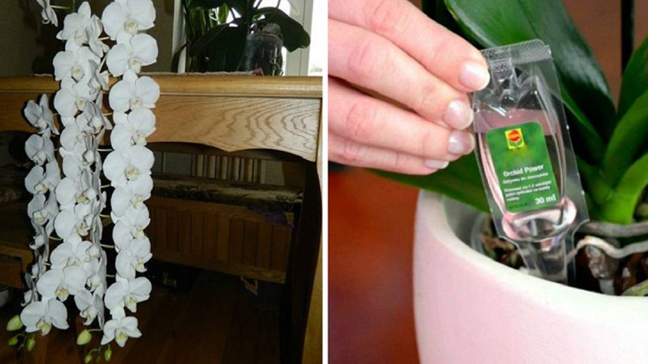 Как заставить цвести орхидею фаленопсис в домашних условиях (отзывы, когда)