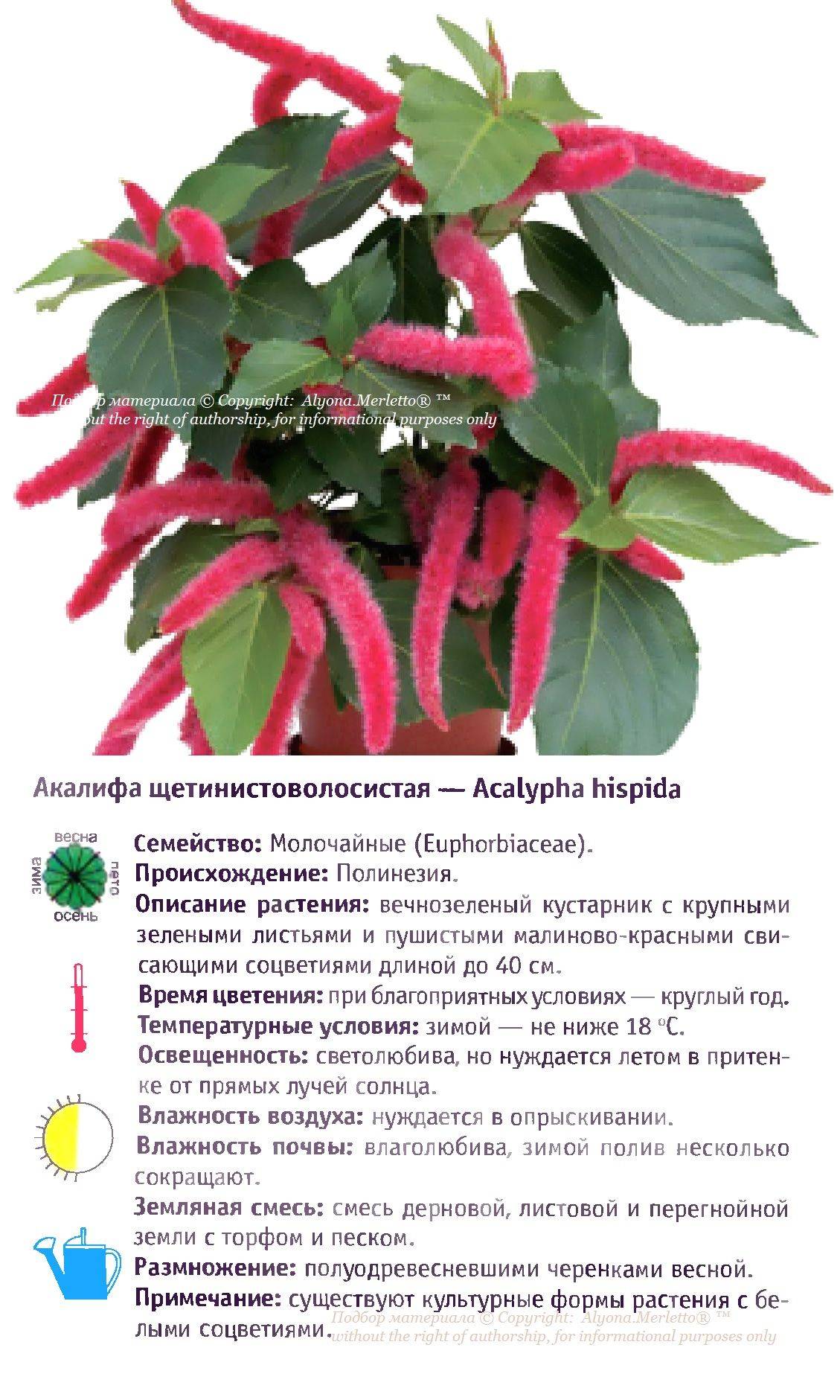 Растение лисий хвост — акалифа щетинистоволосистая
