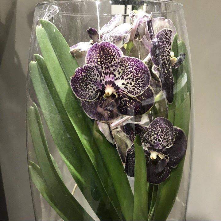 Орхидея ванда уход и фото разновидностей | flowery-blog