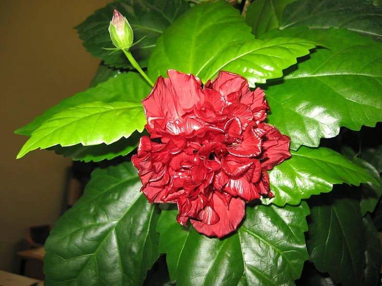 Гибискус (китайская роза): описание, выращивание, размножение и уход, возможные болезни тропической мальвы | (75+ фото & видео) +отзывы