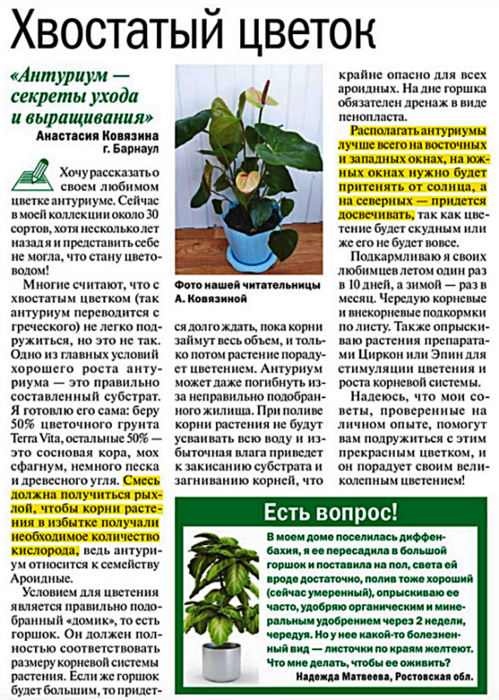 Спатифиллум (цветок "женское счастье"): как ухаживать, как пересадить, полив, подкормка - sadovnikam.ru