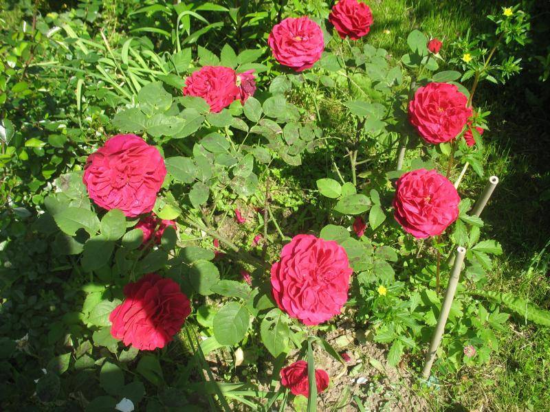 Английская роза l.d.braithwaite • розы и сад