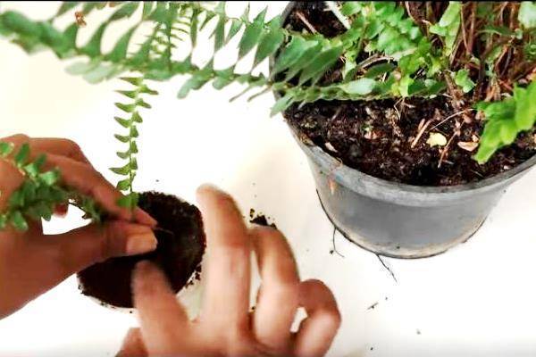 Можно ли выращивать лесной папоротник в квартире?