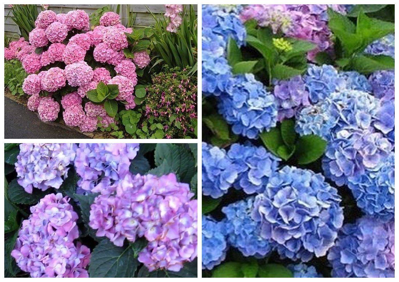 Как сохранить синюю окраску цветов гортензии: 12 шагов
