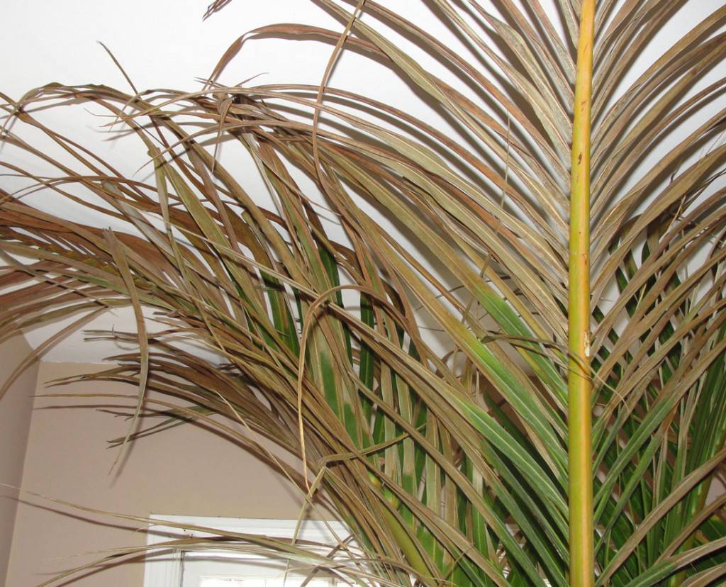 Пальма арека: виды и уход в домашних условиях