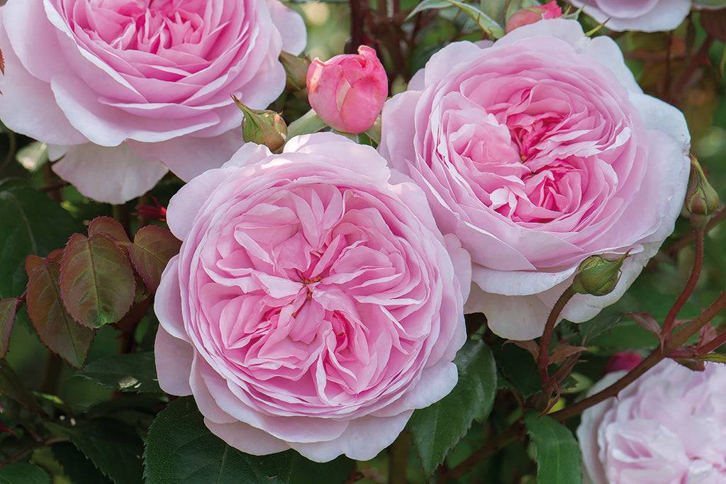 Лучшие сорта роз, которые не боятся тени: описание и фото