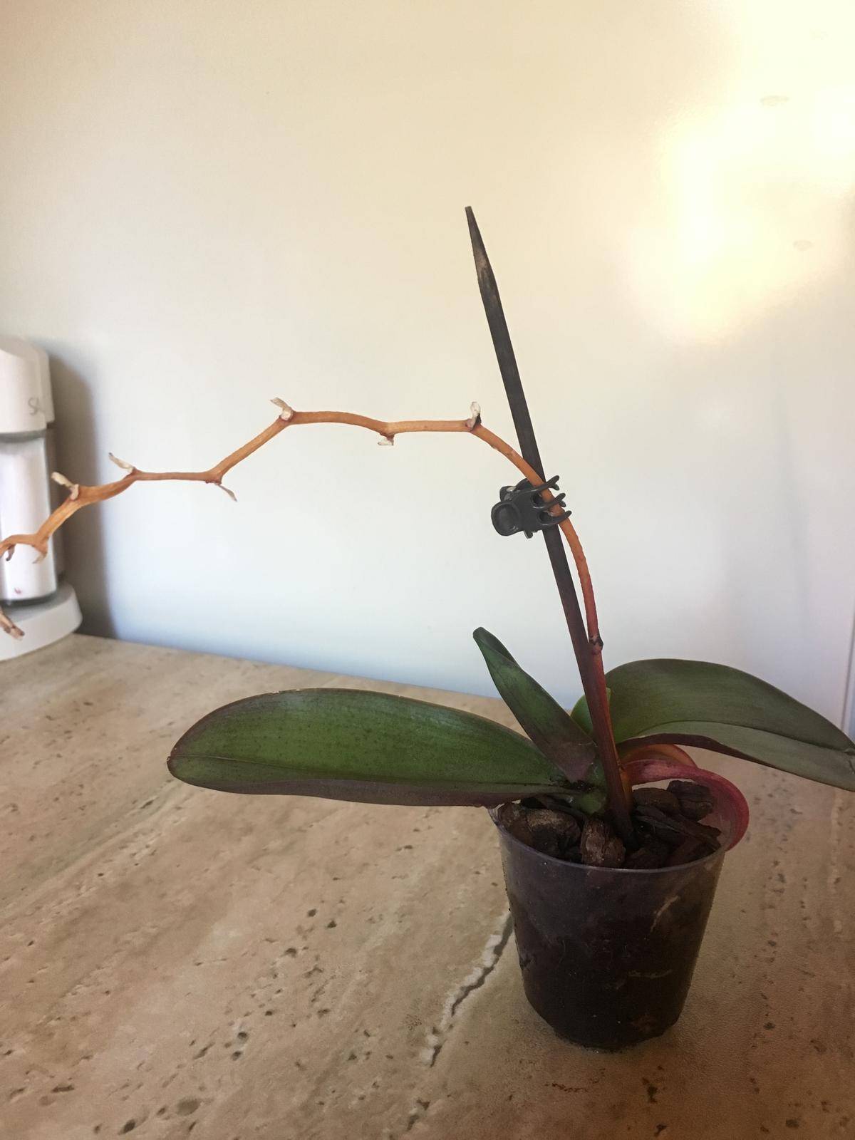Орхидея фаленопсис 9 правил ухода в домашних условиях