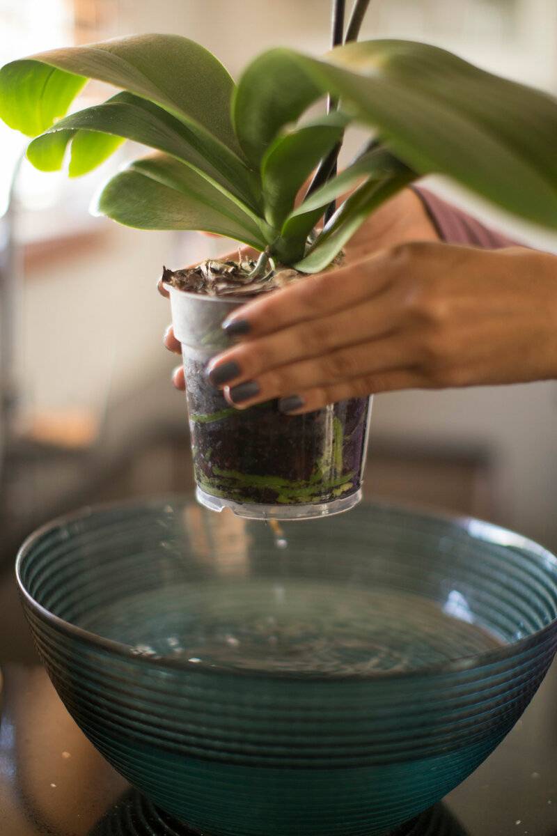 Как поливать орхидею: в горшке и домашних условиях
