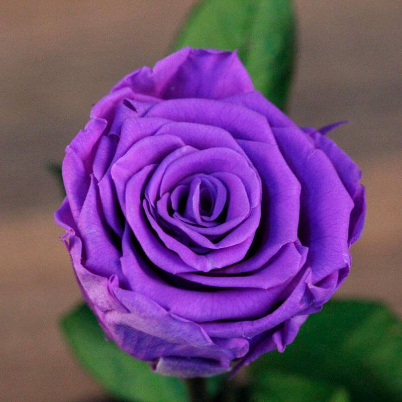 Фиолетовые розы (36 фото): описание роз «сиреневый дождь» и других сортов, названия роз темно-фиолетового цвета, пионовидные розы