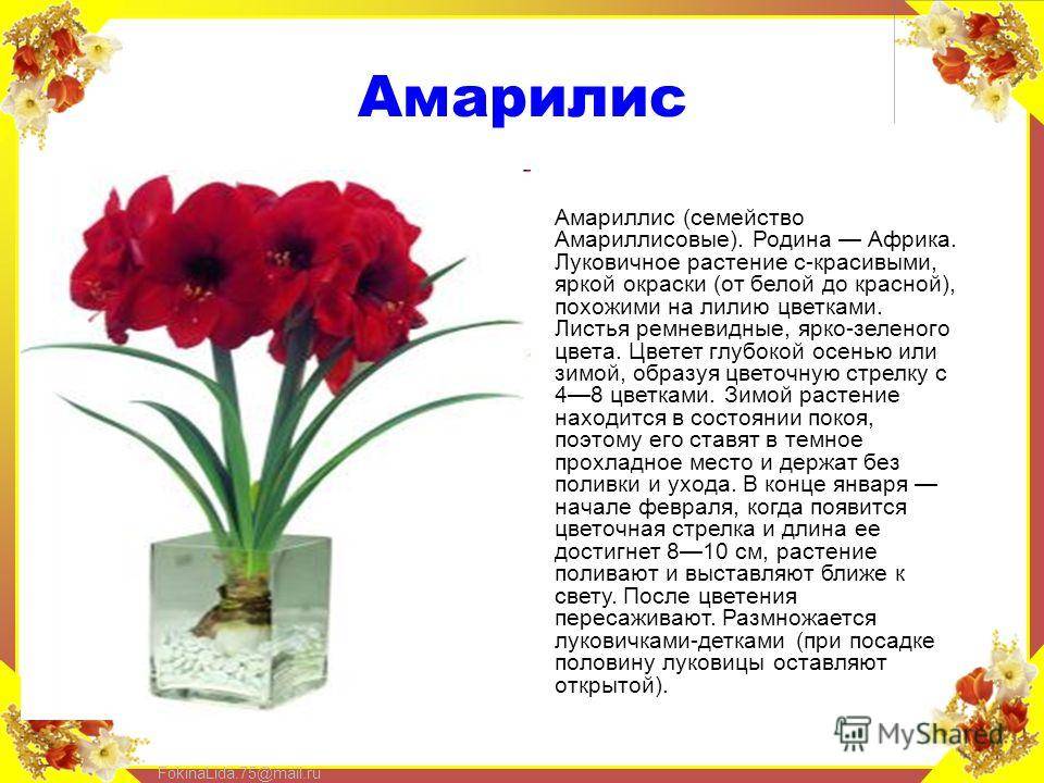 Амариллис садовый многолетний: посадка, выращивание и уход
