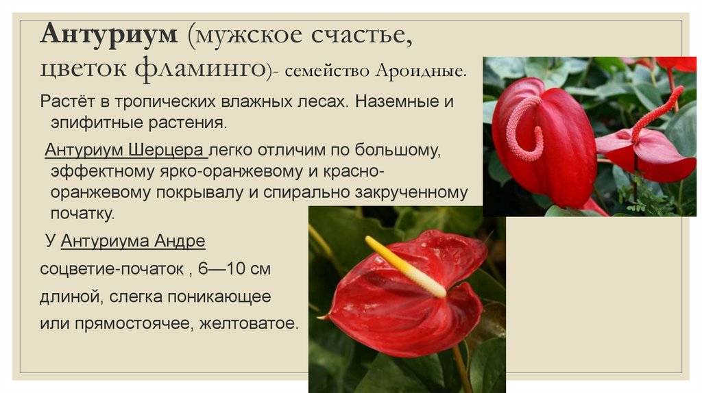 Ароидные комнатные растения: фото и названия