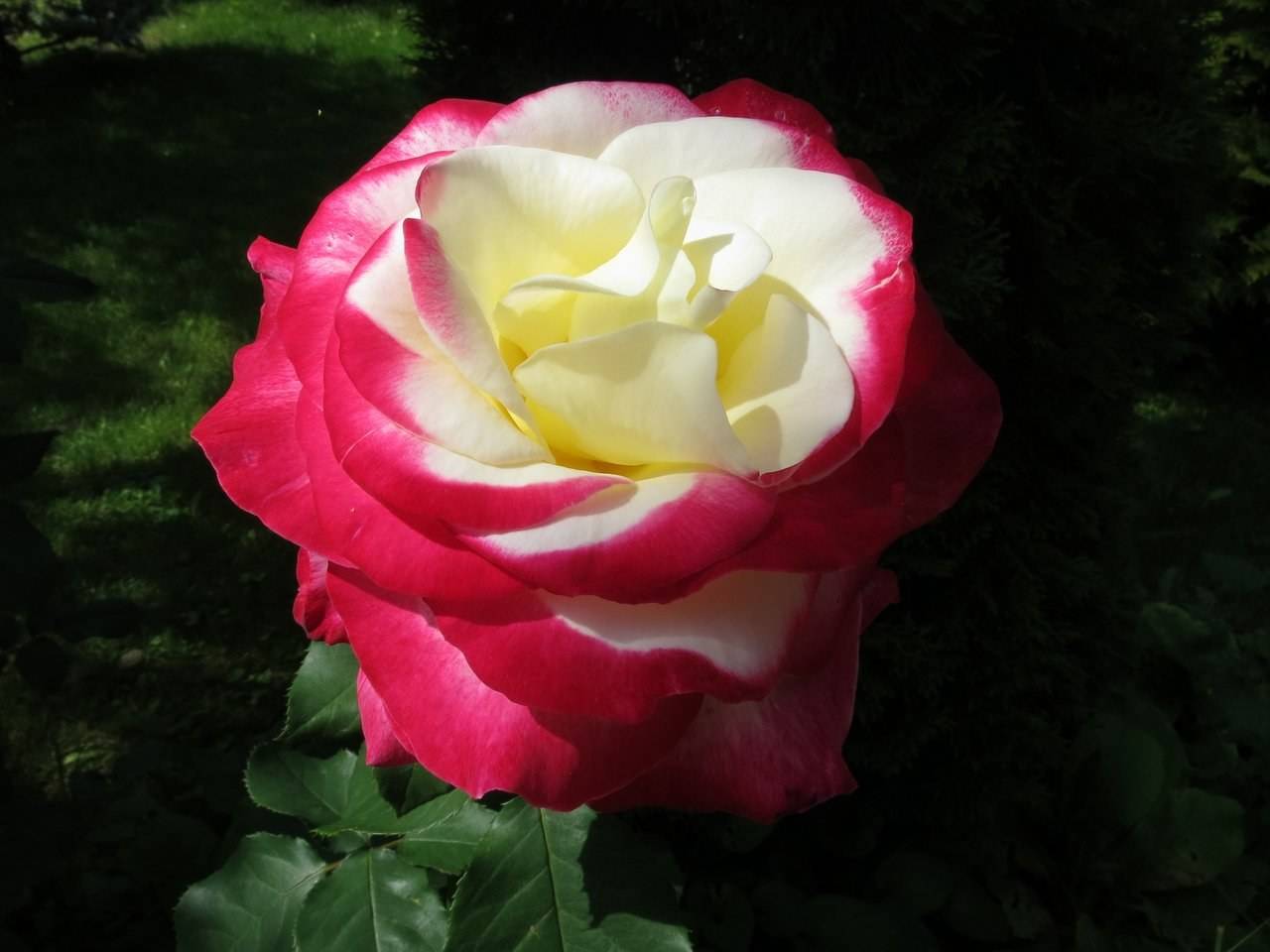 Роза дабл делайт — описание и особенности выращивания