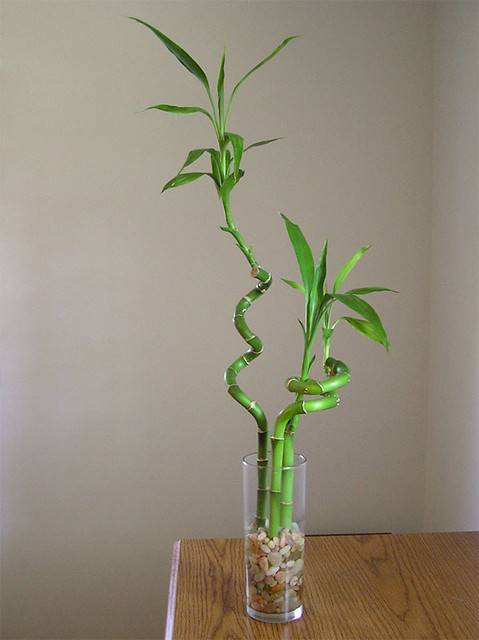 Комнатный бамбук – растение счастья и удачи. идеи +