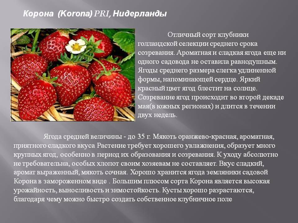 Лучшие сорта клубники для подмосковья - 25 самых сладких, вкусных и урожайных по мнению садоводов