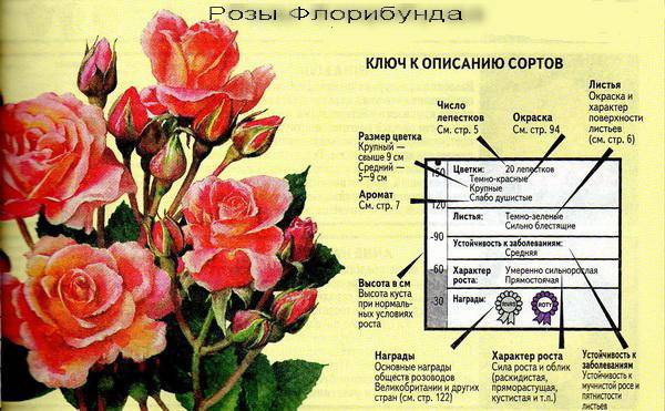 Роза флорибунда что это такое и как выращивать пышные кусты с обилием бутонов