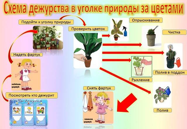 Камбрия (орхидея): уход и размножение в домашних условиях