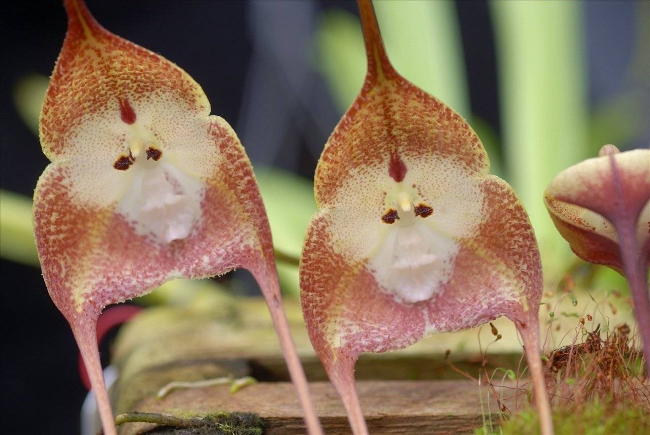 Орхидея дракула: фото, посадка и уход в домашних условиях