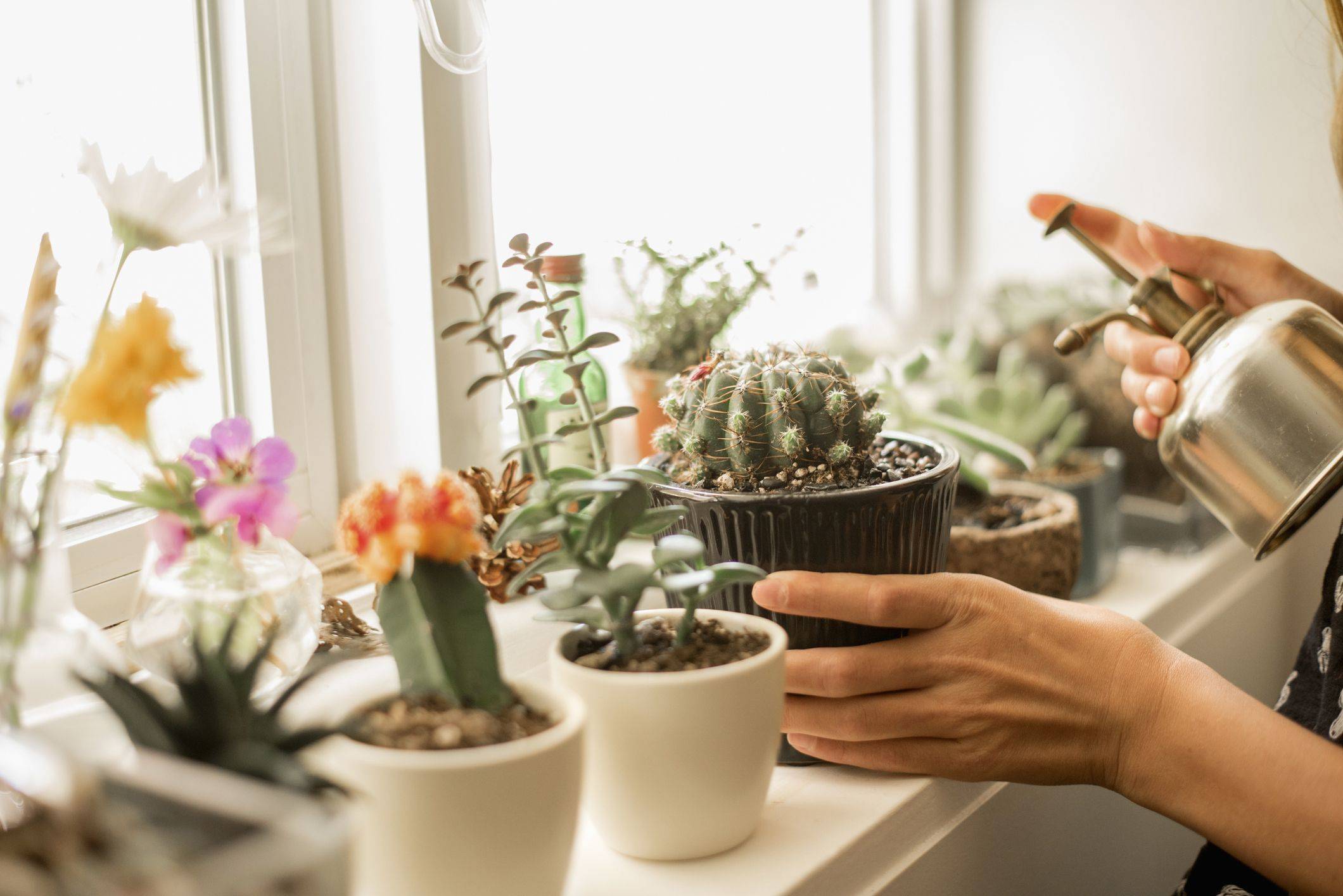 Причины, почему можно или нельзя держать кактус в доме, варианты расположения