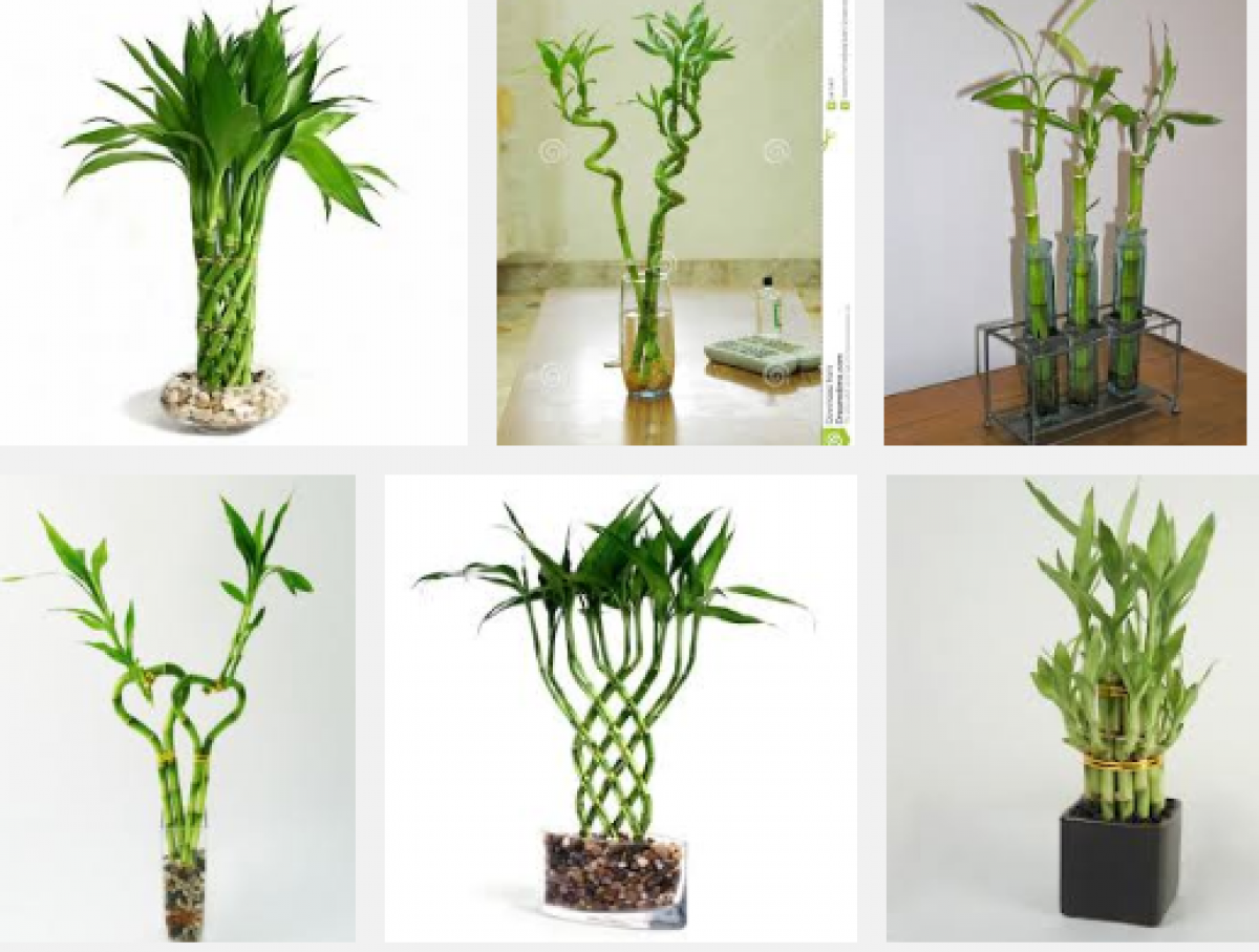 Комнатный бамбук: выращивание и уход в домашних условиях