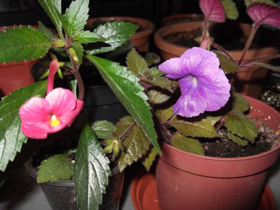 Ахименесы — полезные советы для цветоводов по уходу и выращиванию