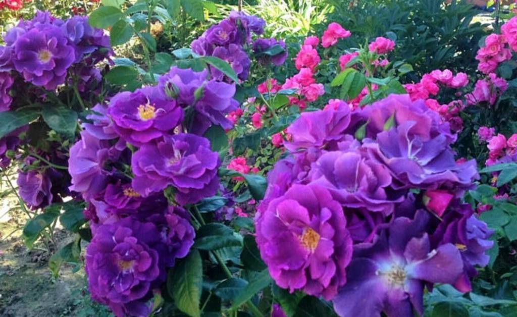 Описание и тонкости выращивания розы сорта блю фо ю
