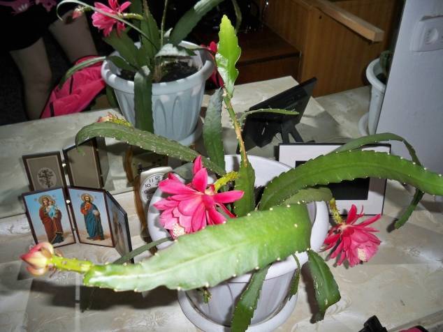 Цветок эпифиллум фото уход в домашних условиях размножение черенками болезни