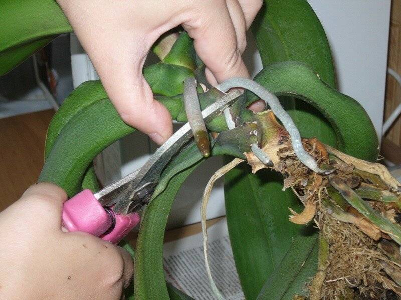 Орхидея фаленопсис: размножение и уход. размножение орхидеи детками - sadovnikam.ru