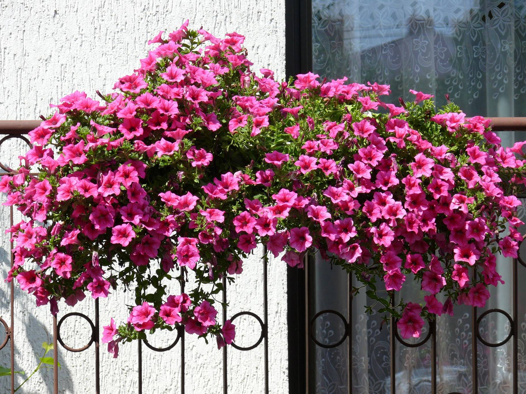 Как правильно сажать и выращивать петунию на балконе