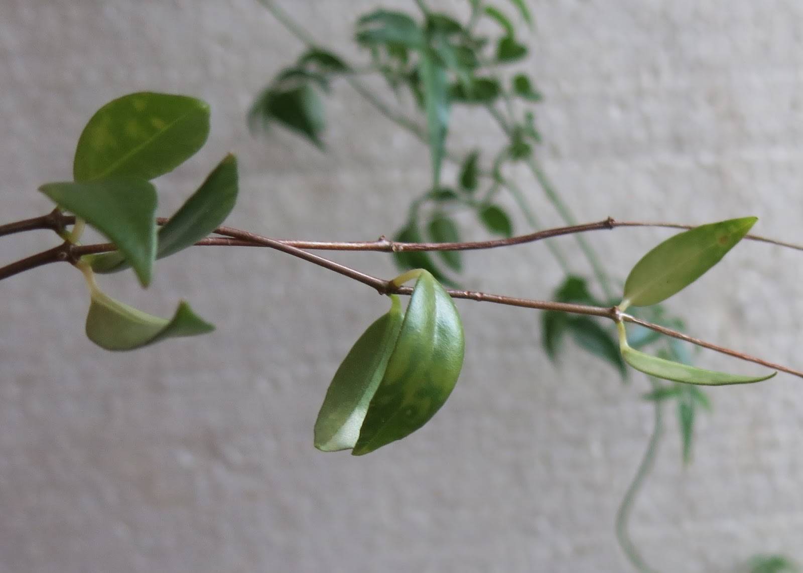 Комнатное растение хойя: фото, уход в домашних условиях, приметы
