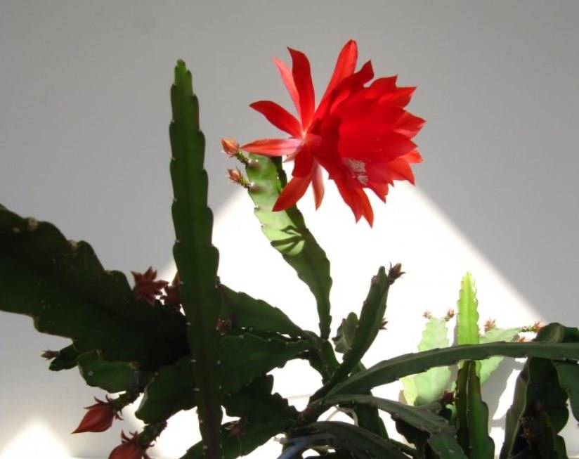 Кактус эпифиллум: как правильно выращивать очаровательный цветок